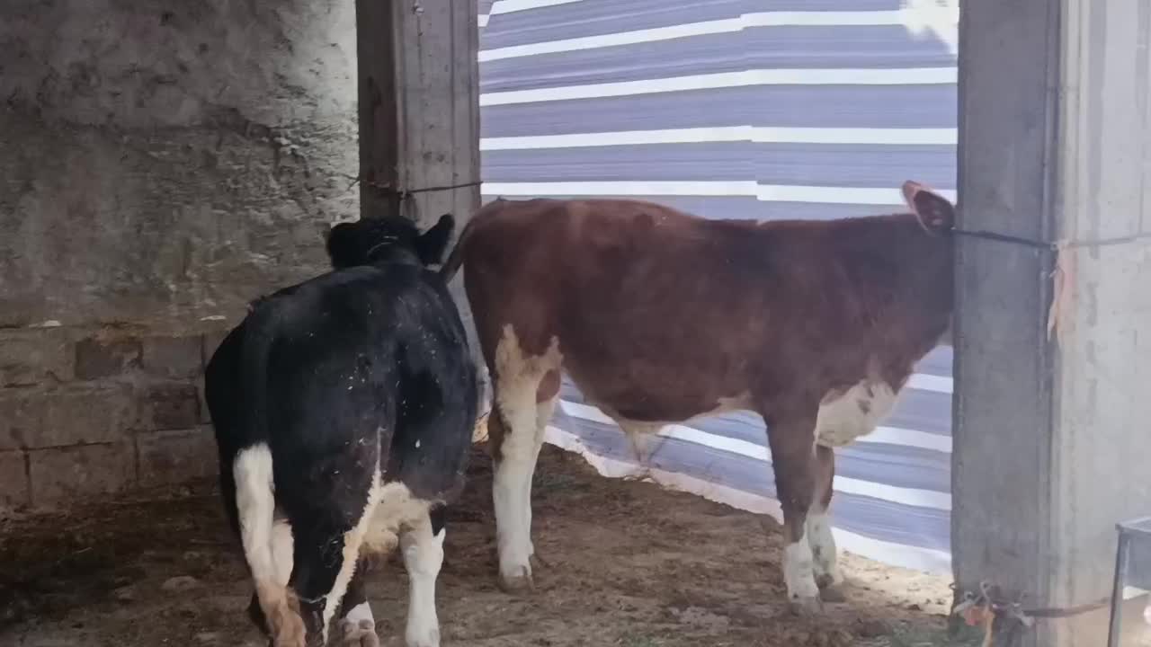 دوراس گوساله نر سیمینتال جنس یک یک آنتیک|حیوانات مزرعه|چگنی, |دیوار