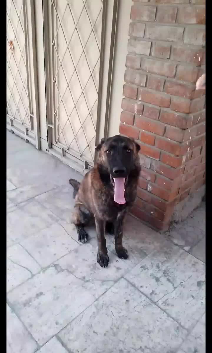 سگ ژرمن|سگ|تهران, هروی|دیوار