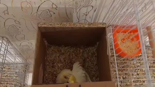 عروس لوتینو زعفرونی با چهار تا جوجه|پرنده|مشهد, شهرک مهرگان|دیوار