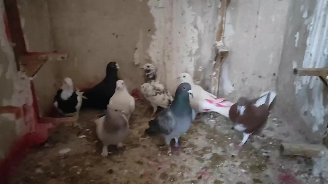 کفتر|پرنده|شیراز, جرسقان|دیوار