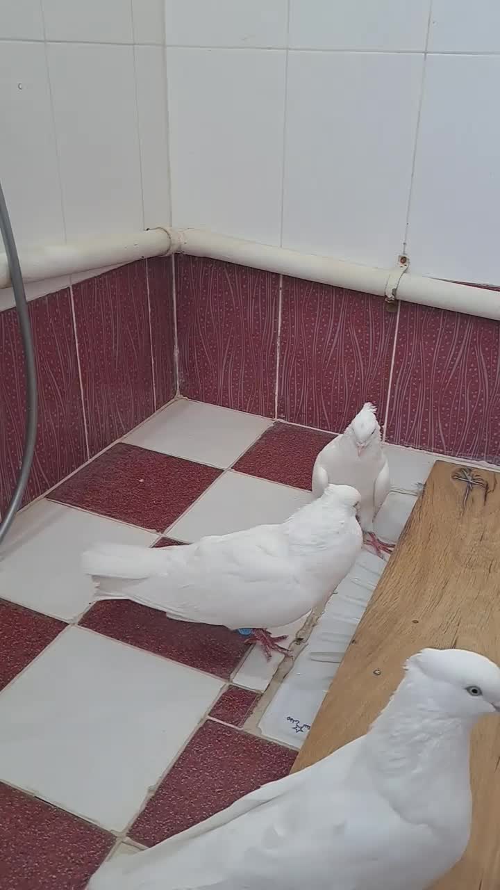 کبوتر سفید اراکی|پرنده|داراب, |دیوار