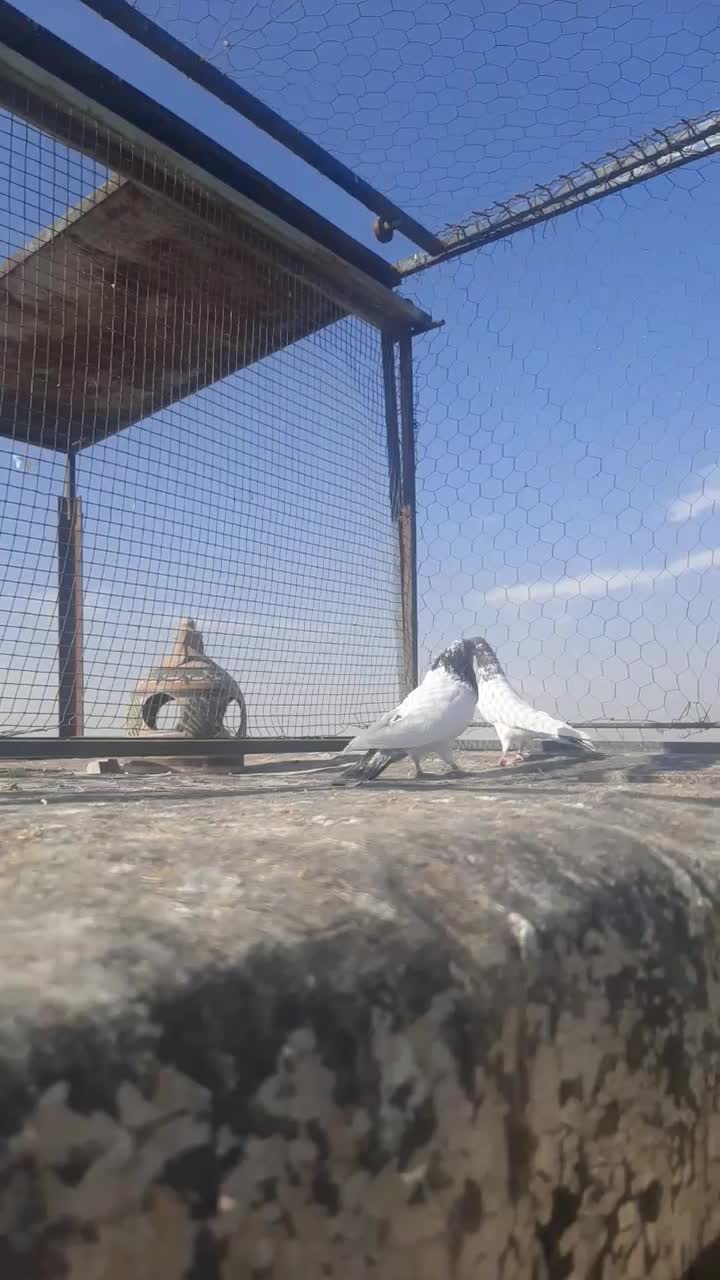 ۱۰ جفت|پرنده|قلعه نو, |دیوار