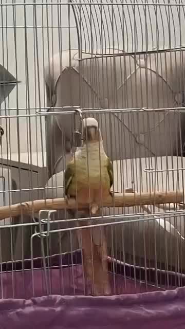 جفت مولد طوطی گرینچیک+مکمل تقویتی+قفس و وسایل|پرنده|تهران, قلمستان|دیوار