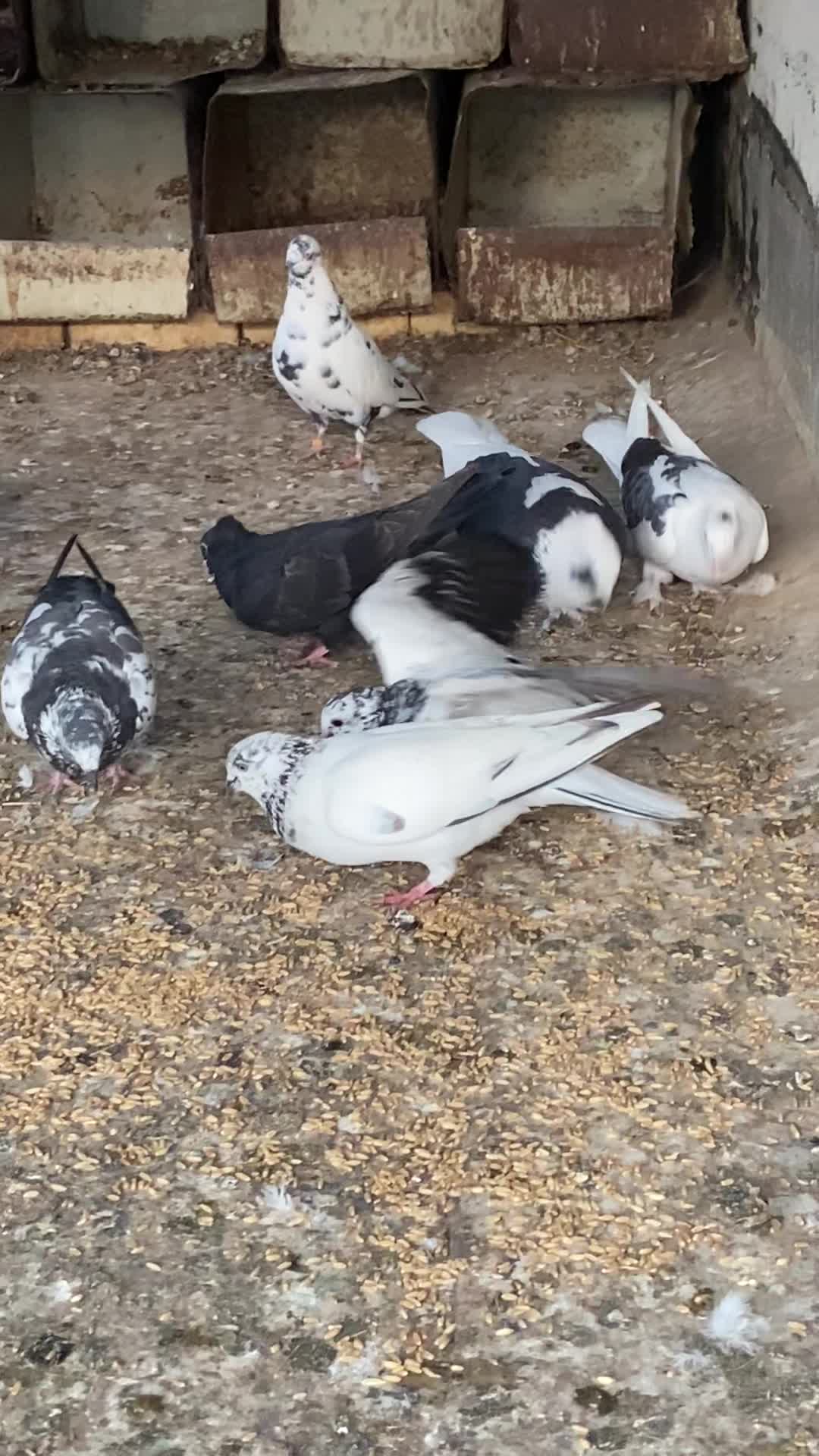 کبوتر|پرنده|بوشهر, |دیوار