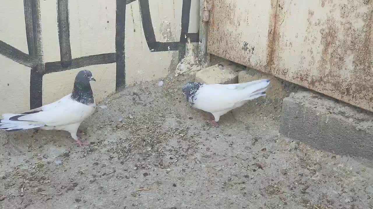 نرو ماده تک پر ساعتی|پرنده|شیراز, کاراندیش|دیوار