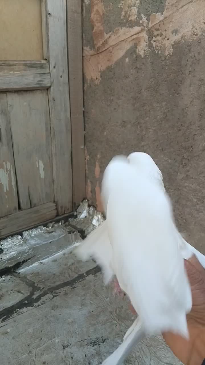 کبوتر|پرنده|اسفراین, |دیوار