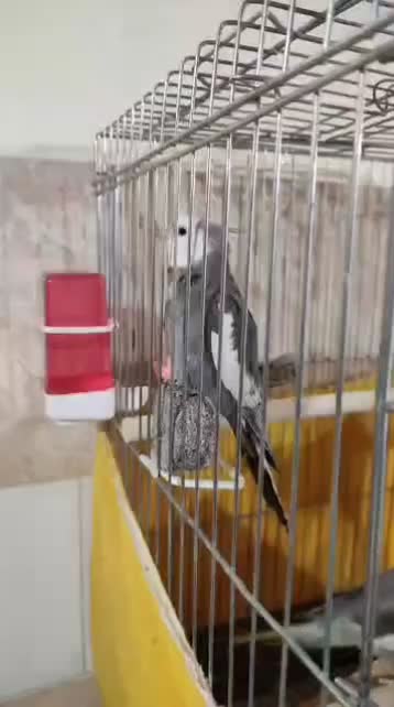 عروس هلندی نر با قفس|پرنده|هشتگرد, هشتگرد قدیم|دیوار