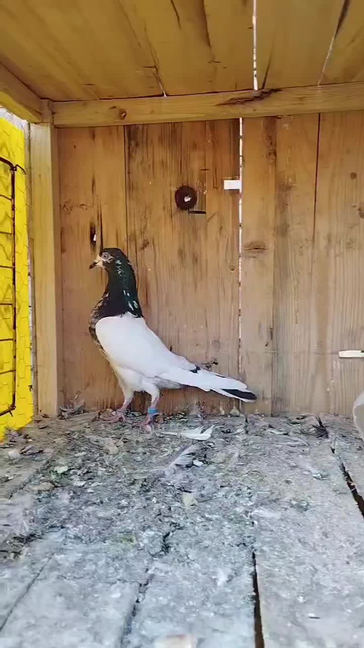 پرشی|پرنده|شاهرود, |دیوار