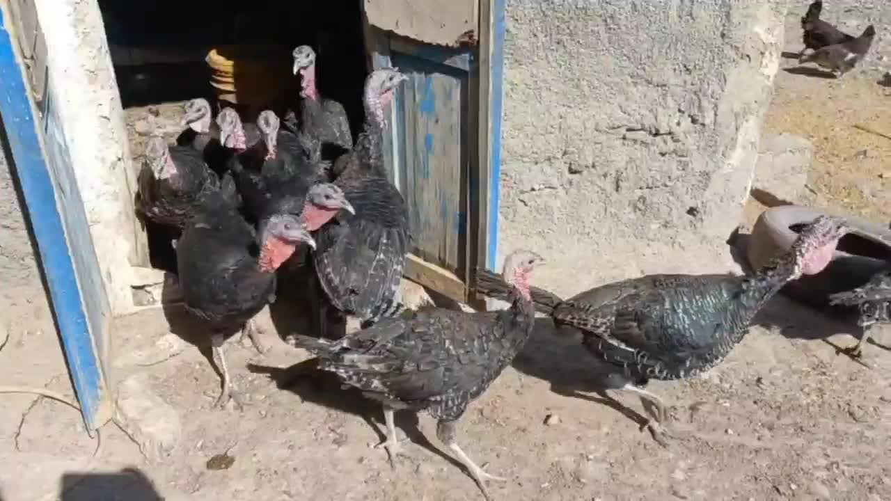 بوقلمون ماده محلی|حیوانات مزرعه|بیستون, |دیوار