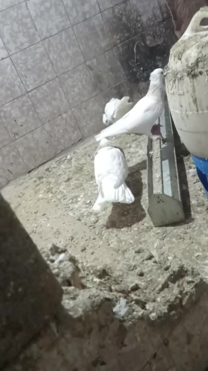 طوقی|پرنده|دهدشت, |دیوار