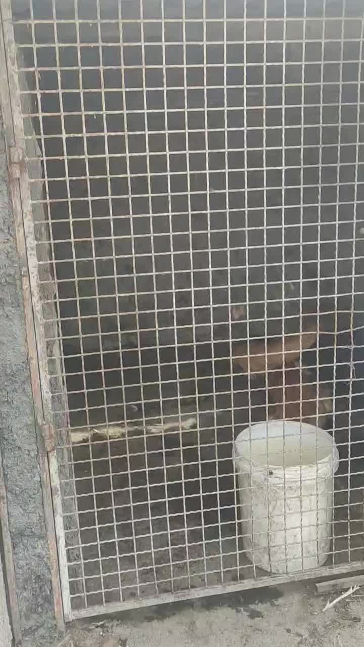 واگذاری سگ ژرمن|سگ|گرگان, |دیوار