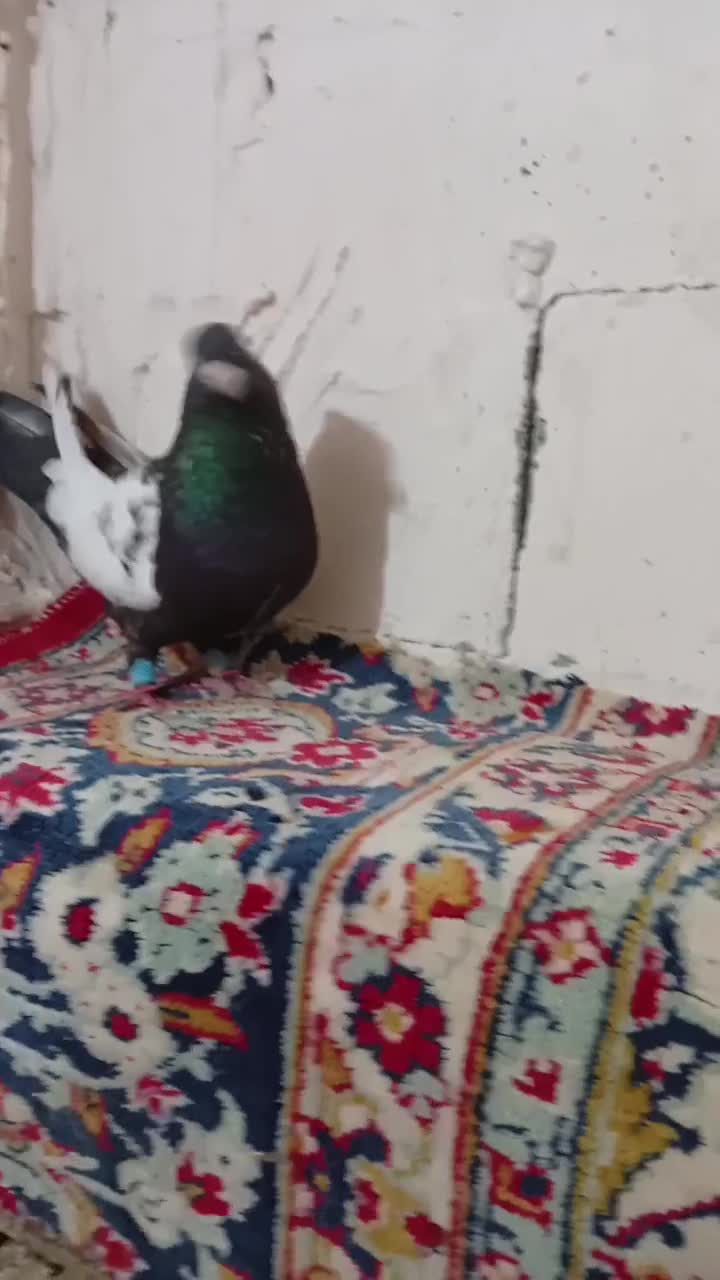 کبوتر|پرنده|مرودشت, پشت سایپا‎|دیوار