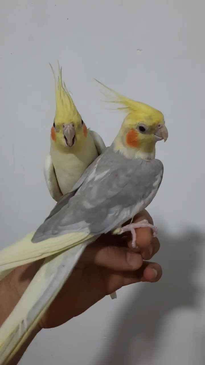 عروس هلندی مولدسوپرتاج دستی سخنگو.سهره.انگشترقناری|پرنده|کرمانشاه, |دیوار