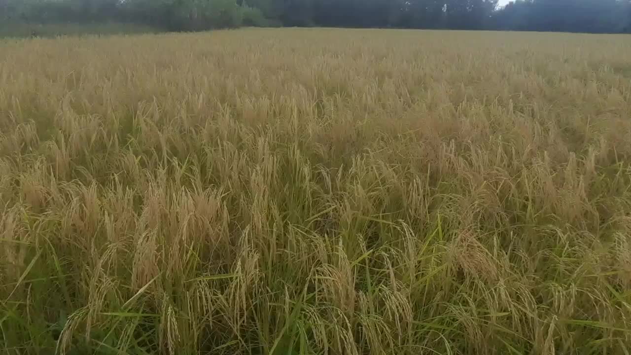 فروش برنج چمپا و طارم و فجر|خوردنی و آشامیدنی|دهدشت, |دیوار