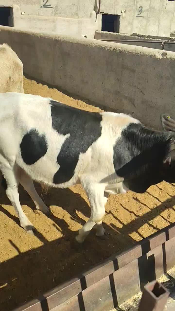 گوساله دو رگ نر|حیوانات مزرعه|جوادآباد, |دیوار