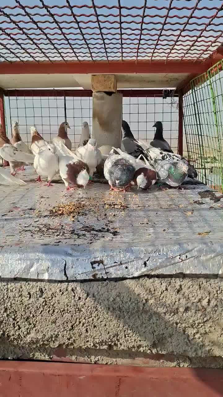 کبوتر|پرنده|شیروان (خراسان), |دیوار