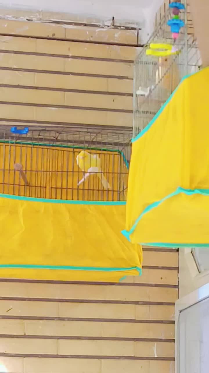 قناری بخون|پرنده|کاشان, شریعتی|دیوار