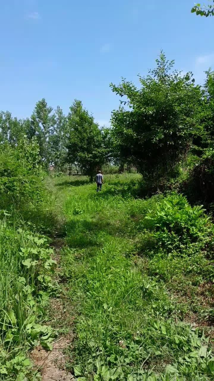 زمین باغی ۱۵۵۰ متر روستای لالم ضیابر فقط ۲میلیارد|فروش زمین و ملک کلنگی|ضیابر, |دیوار