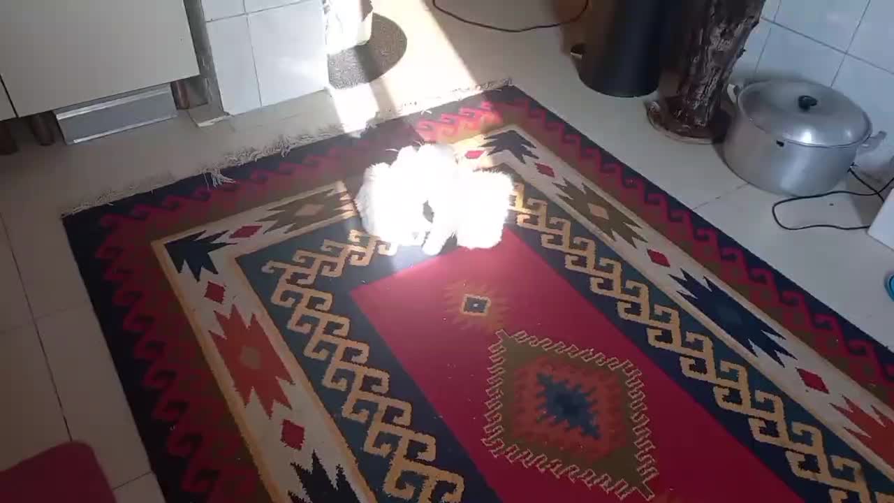 بچه گربه اسکاتیش|گربه|تهران, کرمان|دیوار