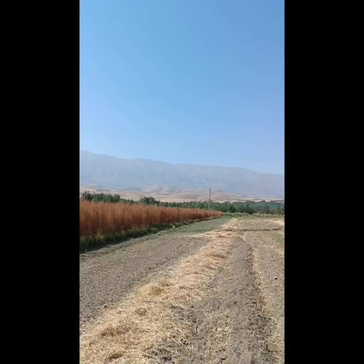 جارو کشاورزی عمده|عمده‌فروشی|نهاوند, |دیوار