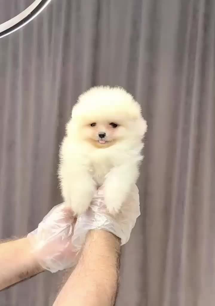 پامرانین عروسکی|سگ|تبریز, |دیوار