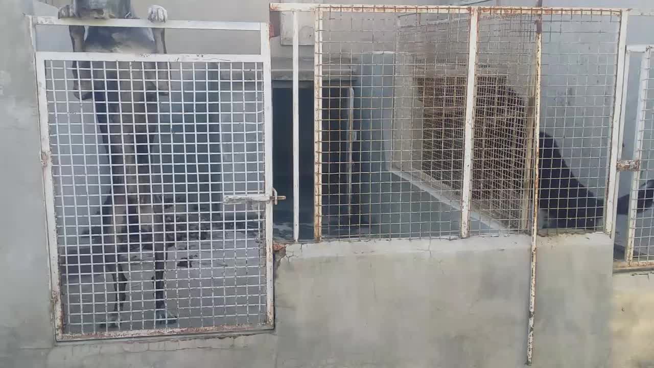 سگ گردین|سگ|شیراز, محراب|دیوار