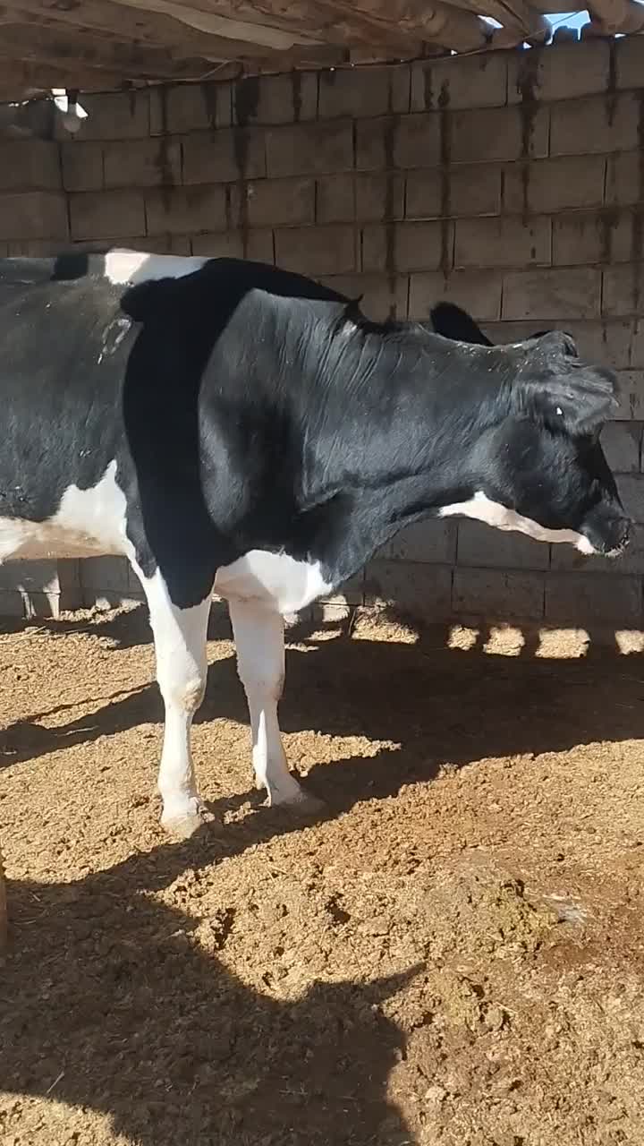 گاو شکم اول با گوساله ماده خلوص بالا|حیوانات مزرعه|درودزن, |دیوار