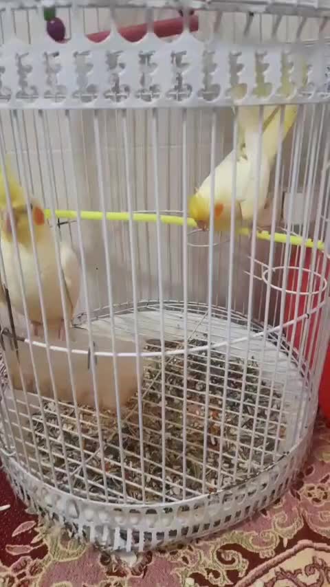 عروس هلندی|پرنده|بردسکن, |دیوار