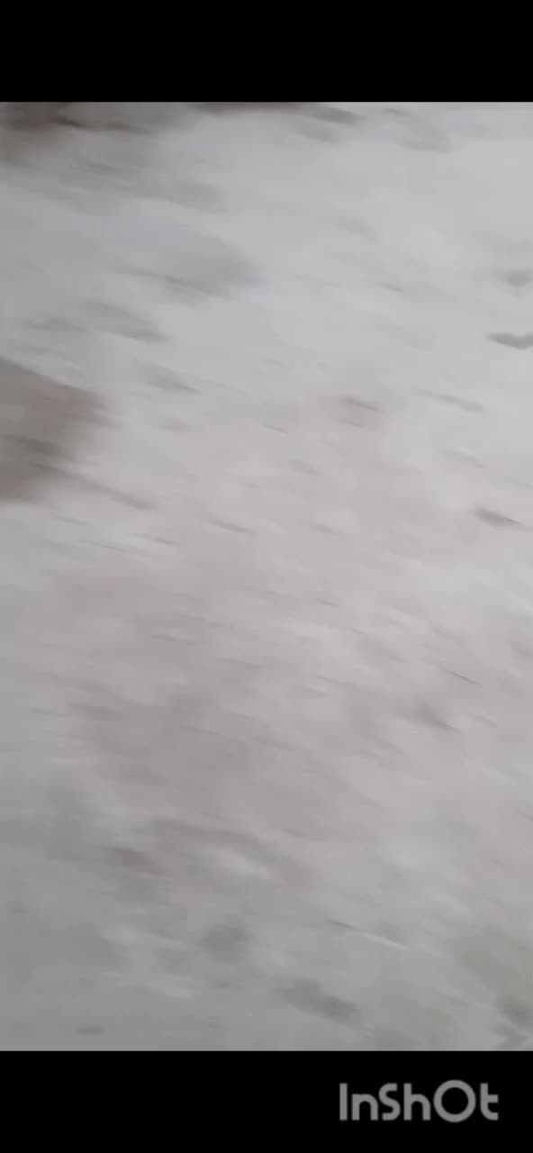 سگ شکاری|سگ|فراغی, |دیوار