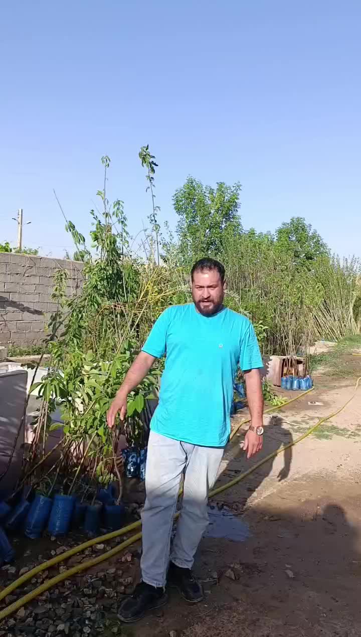 مرغوب ترین نهال های گلدانی میوه های سردسیری|خدمات باغبانی و درختکاری|قزوین, |دیوار