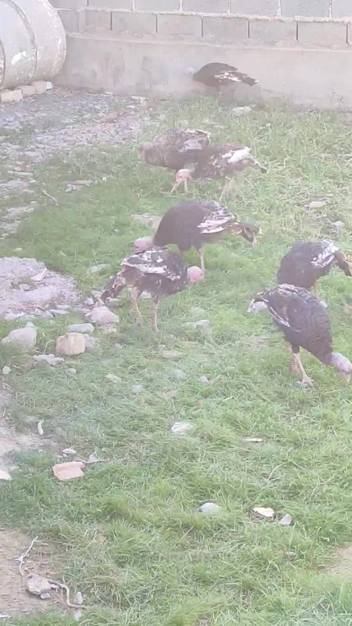 بوقلمون 5 ماهه|حیوانات مزرعه|سیمین شهر, |دیوار