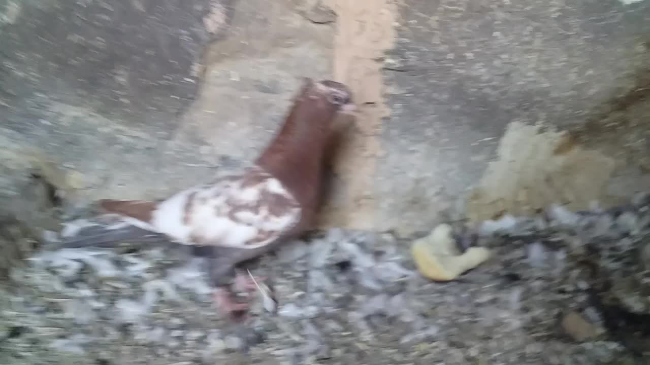 سرته|پرنده|خرم‌آباد, |دیوار