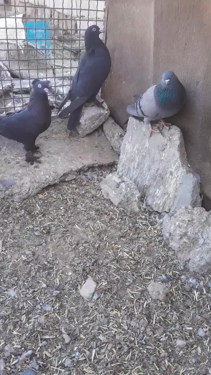 سلام به دوستان عزیز حدود سیزده ،چهارده تاسبزوزاغ|پرنده|نرماشیر, |دیوار