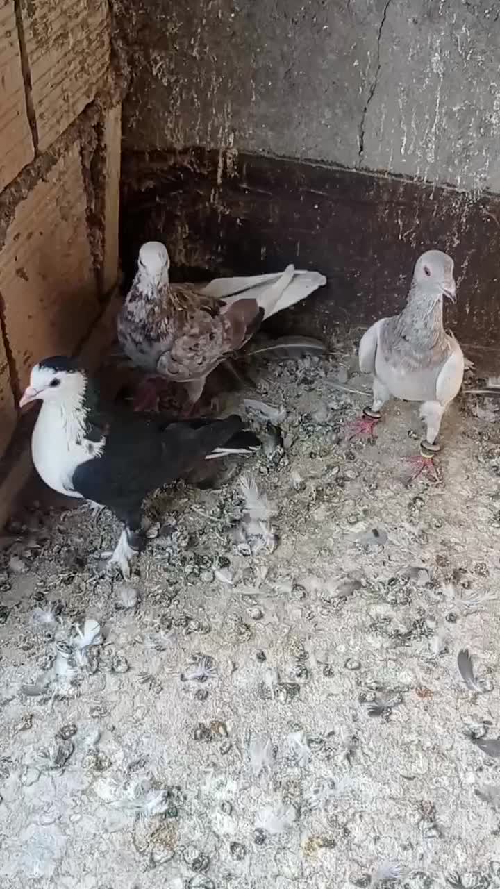 کفتر صید|پرنده|مشهد, شهید قربانی|دیوار