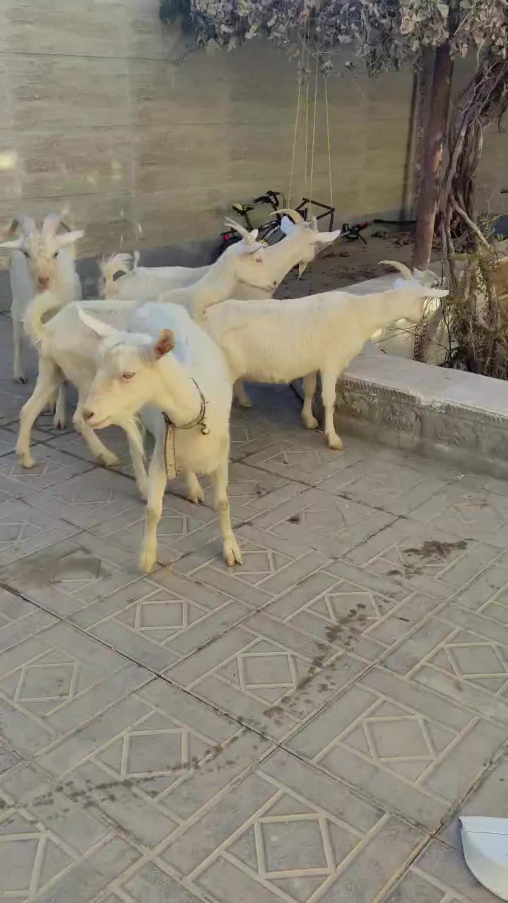 بزسانن خالص دورگ|حیوانات مزرعه|درمیان, |دیوار