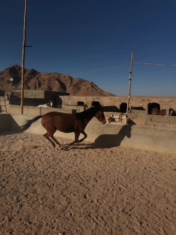 کره اسب نریون|اسب و تجهیزات اسب‌سواری|بجستان, |دیوار