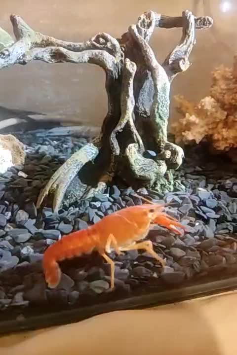 ماهی آکواریوم .لاوستر|ماهی|دماوند, دماوند|دیوار