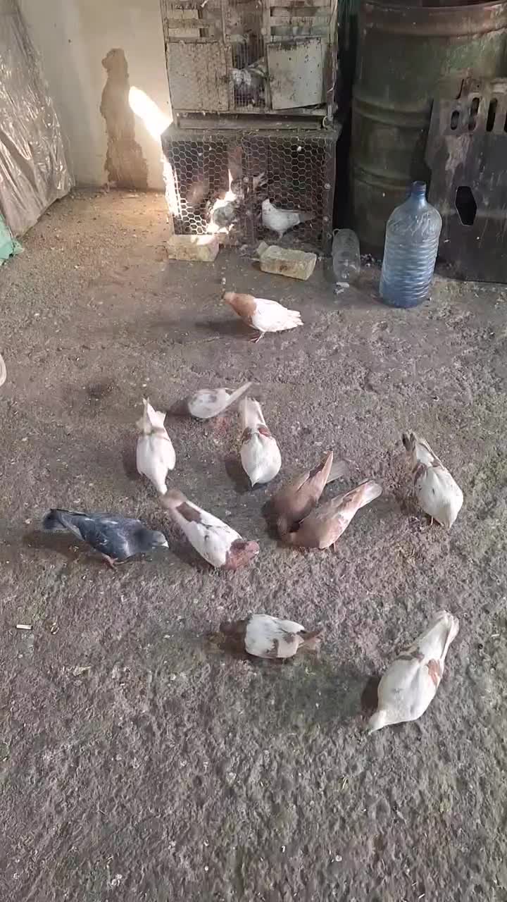 کبوتر کله ای و سینهای و دوکت|پرنده|اصفهان, ارداجی|دیوار