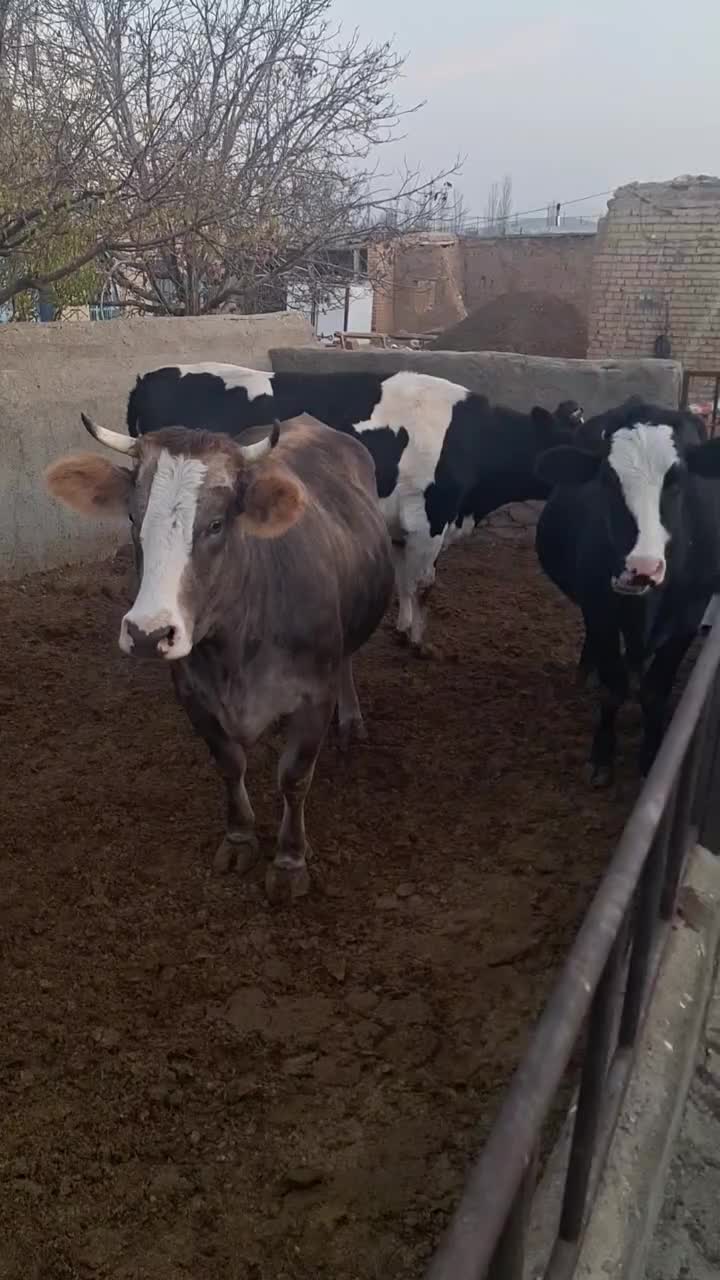 ۷راس ماده گاو شیری|حیوانات مزرعه|کمیجان, |دیوار