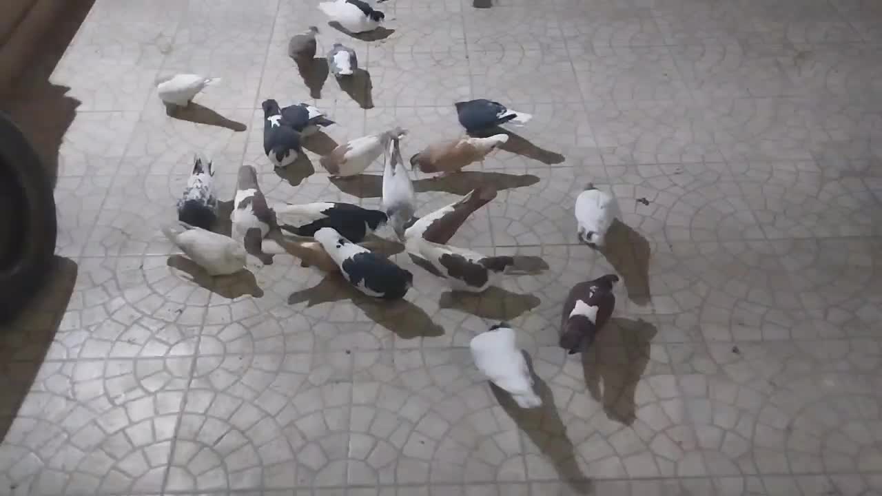 کفتر رنگی|پرنده|مشهد, جانباز|دیوار