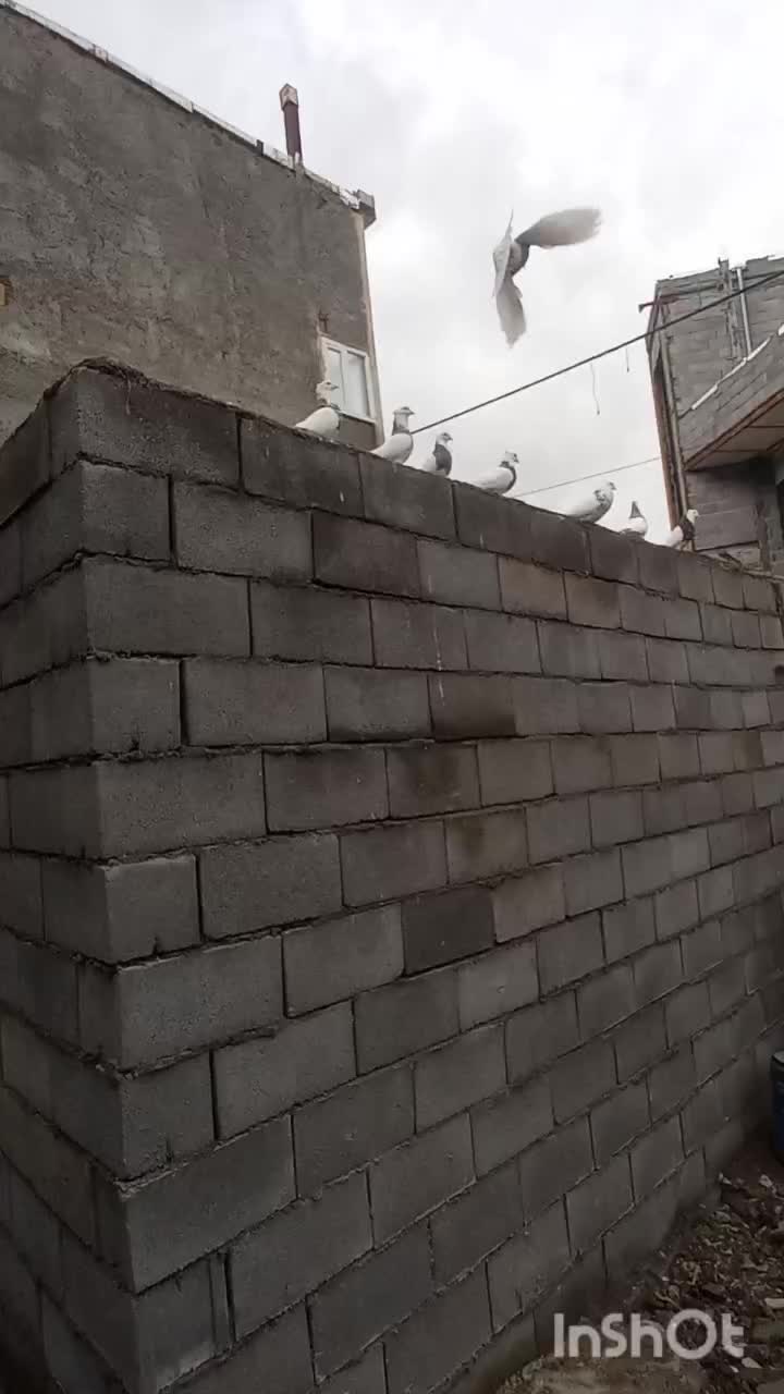 کبوترطوقی|پرنده|روانسر, |دیوار