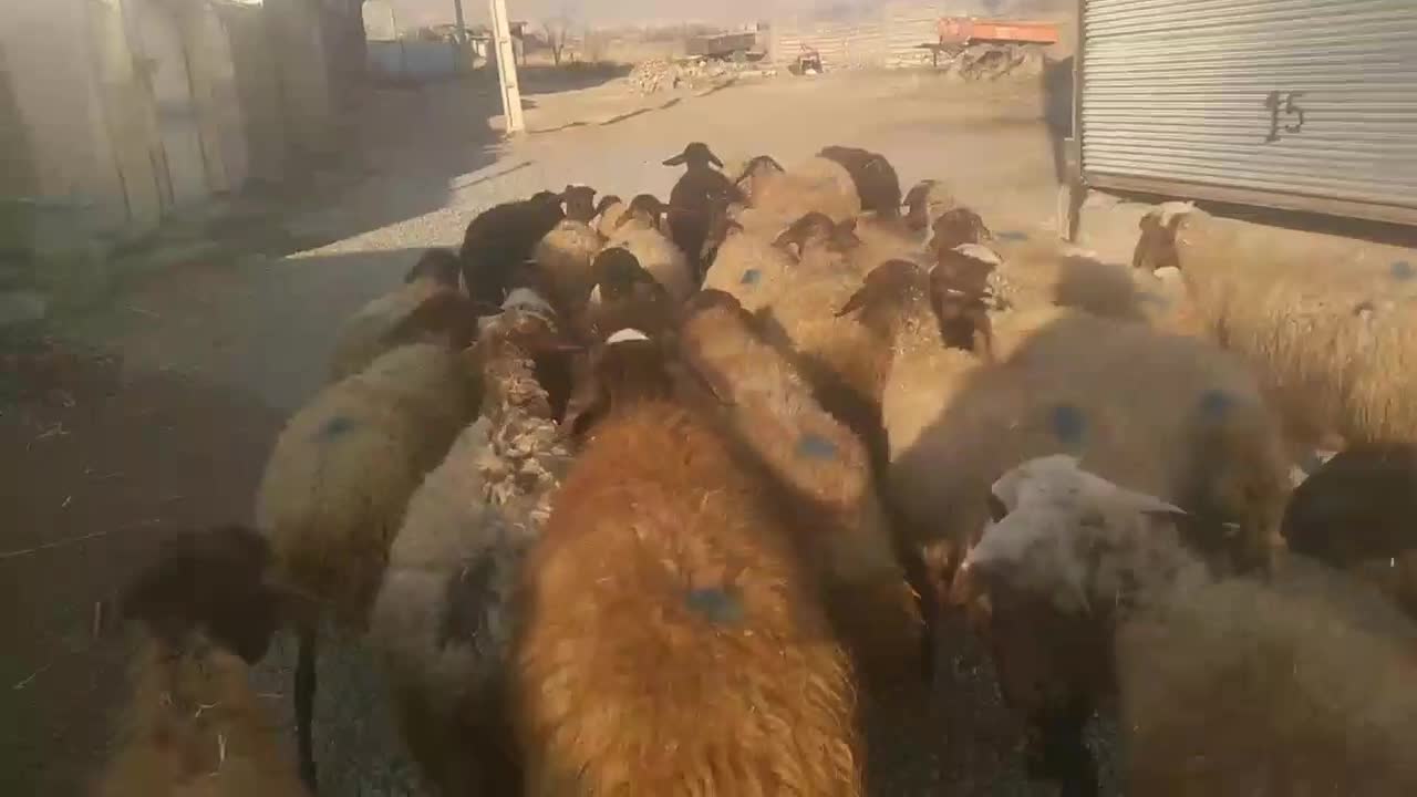 گوسفند داشتی با بره|حیوانات مزرعه|سنندج, |دیوار