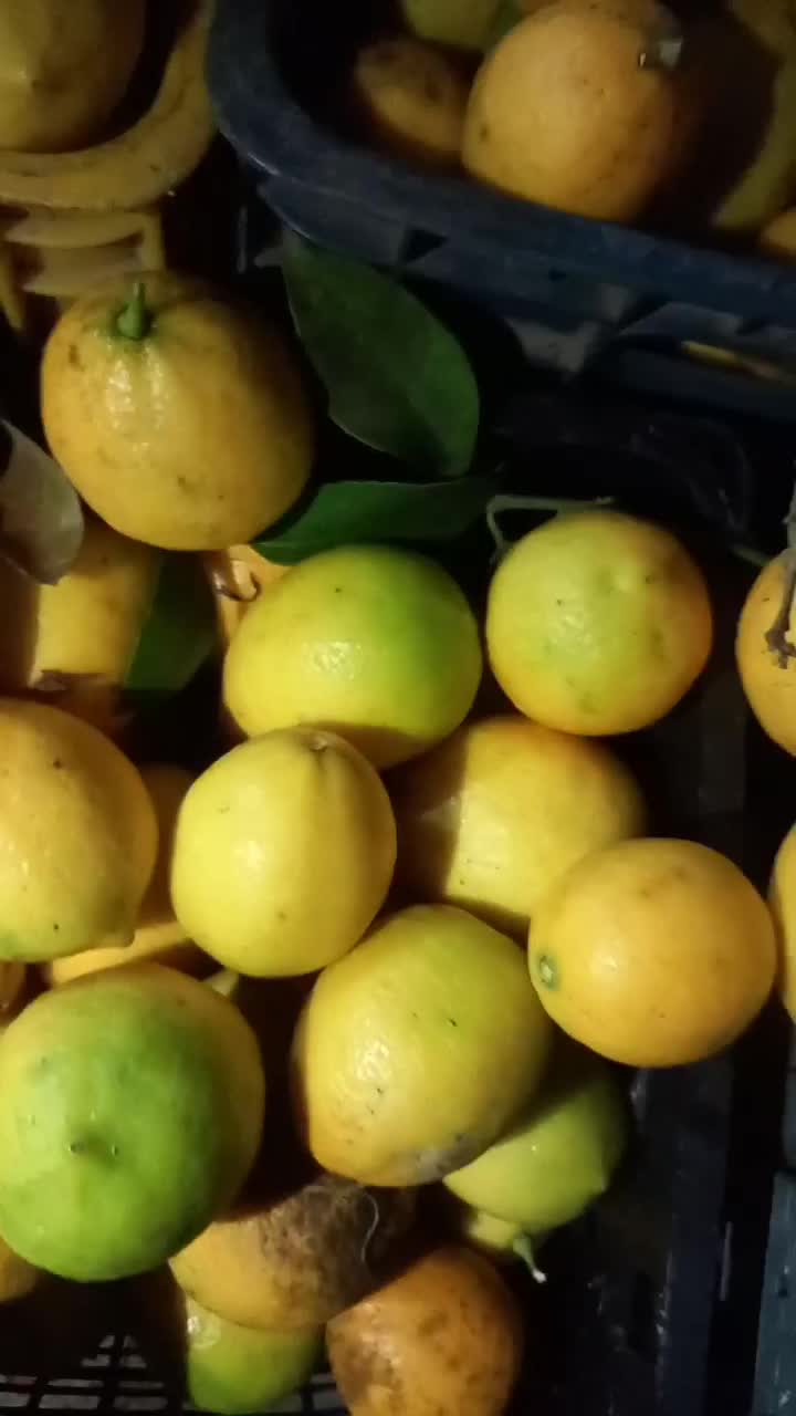 لیموترش‌‌آبدار|خوردنی و آشامیدنی|رضوانشهر, |دیوار