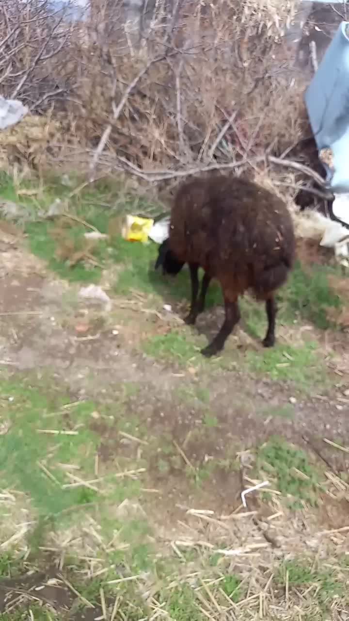 دو رس میش جوان  بره دار جهت نگهداشتن عالی|حیوانات مزرعه|قزوین, |دیوار