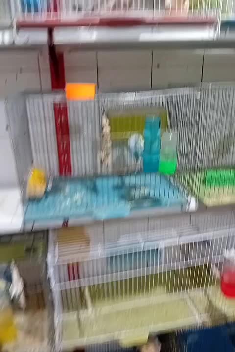 کبوتر رنگی دمبی طوقی عروس هلندی مرغ عشق فنچ قناری|پرنده|دهدشت, |دیوار