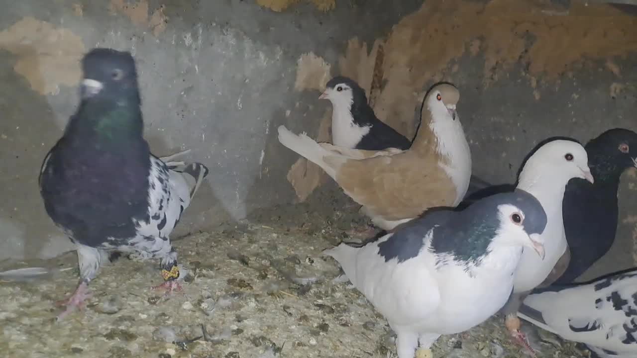 کبوتر|پرنده|فریمان, |دیوار