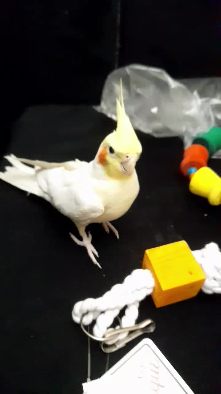 دوعدد عروس هلندی لوتینو  جفت  دستی|پرنده|اسلام‌شهر, شهرک واوان|دیوار