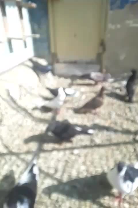 ۳۵۰۰۰|پرنده|اهواز, کوروش|دیوار
