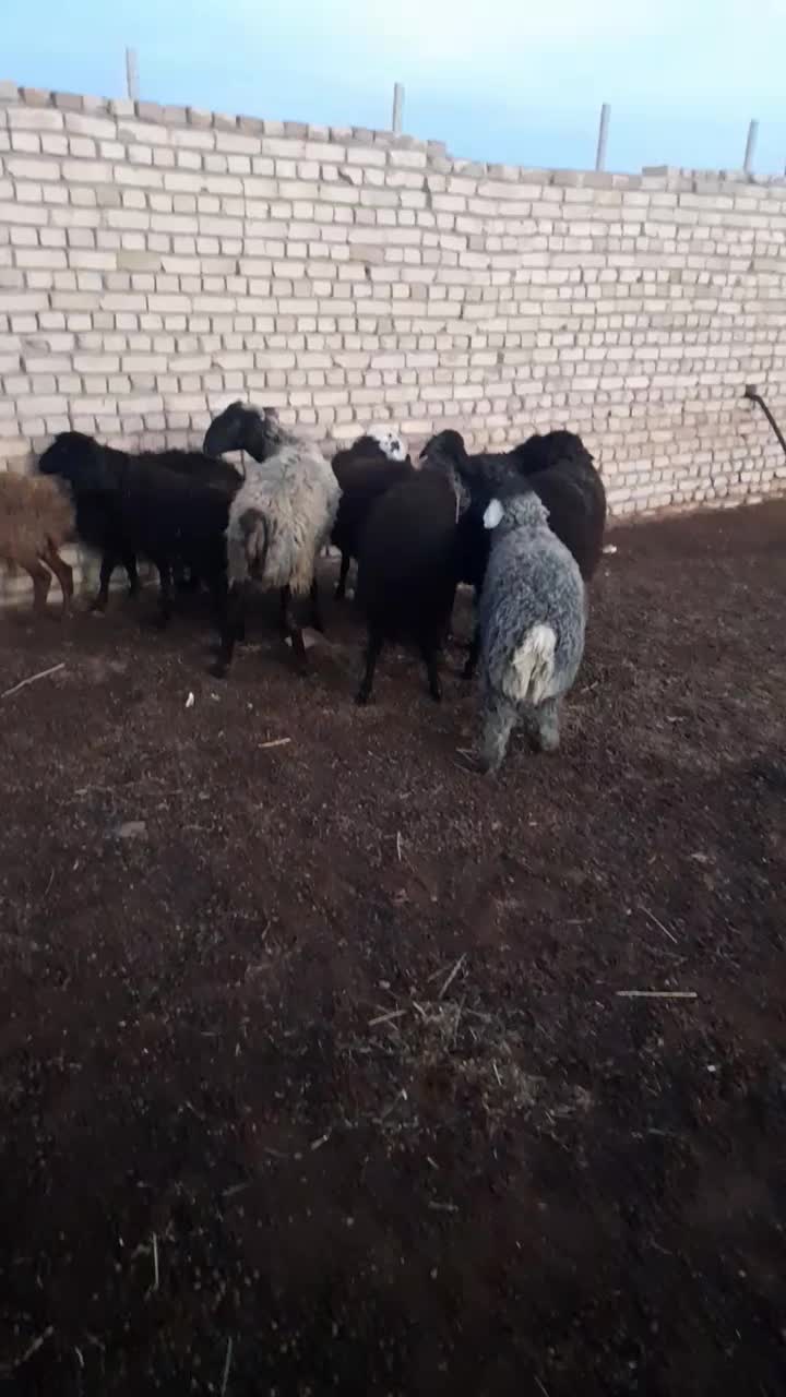 بره نر|حیوانات مزرعه|بوئین زهرا, |دیوار