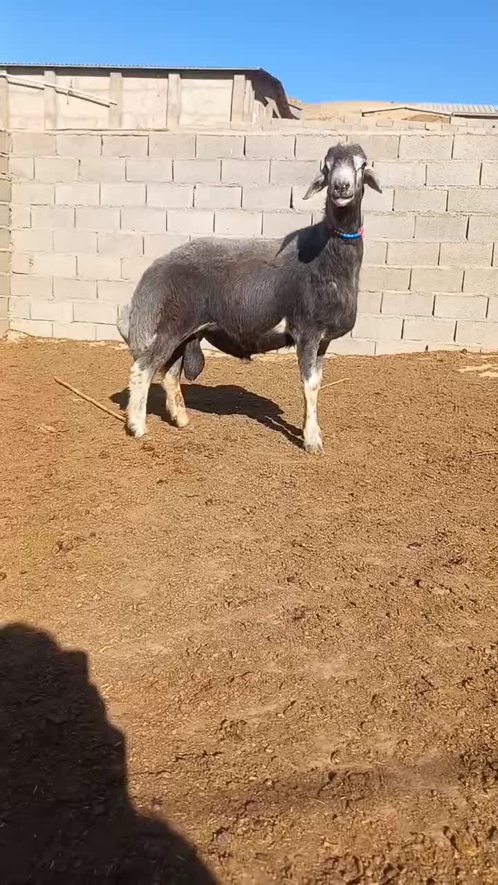 قوچ گوگ قیر ۱۱ماهه سنگین وزن زیر خاکی|حیوانات مزرعه|گلی داغ, |دیوار